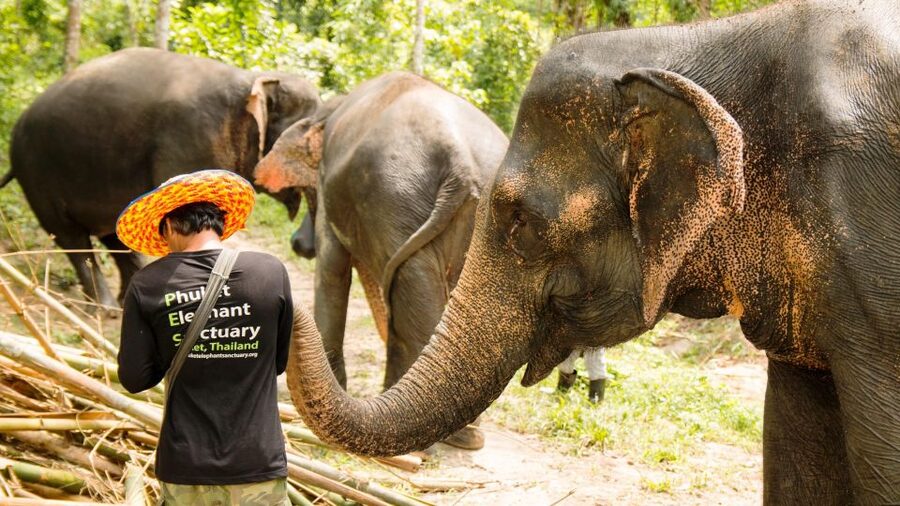 Phuket: Phuket Elephant Sanctuary, Wat Chalong & more - Book it for the elephants, not just the checklist