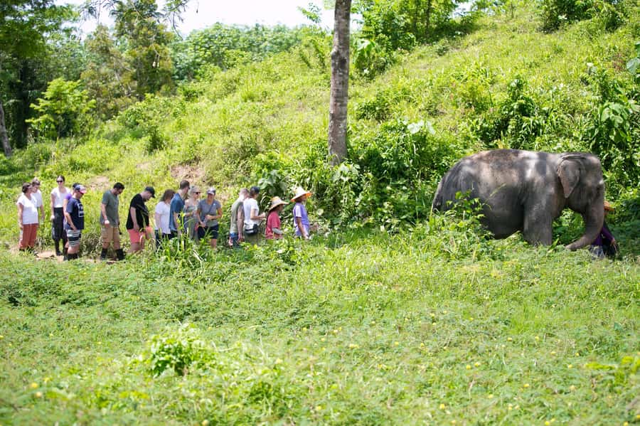 Phuket: Phuket Elephant Sanctuary, Wat Chalong & more - Wat Chalong brings a cultural change of pace