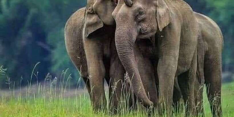Polonnaruwa Day Tour With Minneriya NP Elephant Safari - What the private transport adds