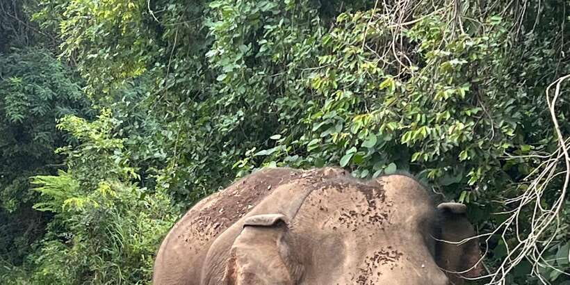 Polonnaruwa Sight Seeing Tour and Minneriya Elephant Safari - Why this Polonnaruwa and Minneriya pairing works