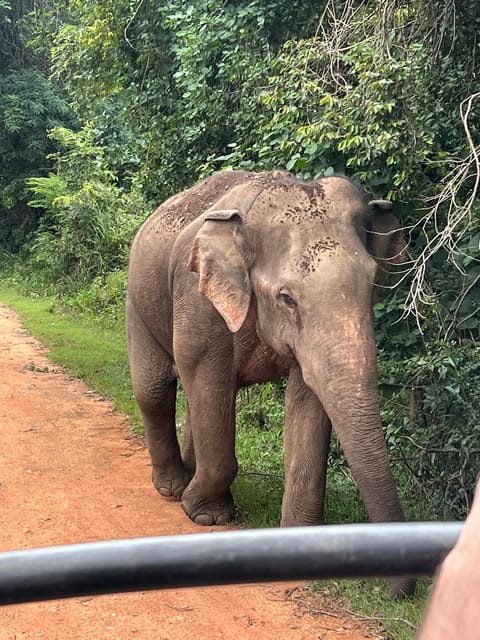 Polonnaruwa Sight Seeing Tour and Minneriya Elephant Safari - Lunch with Sri Lankan curries before the safari