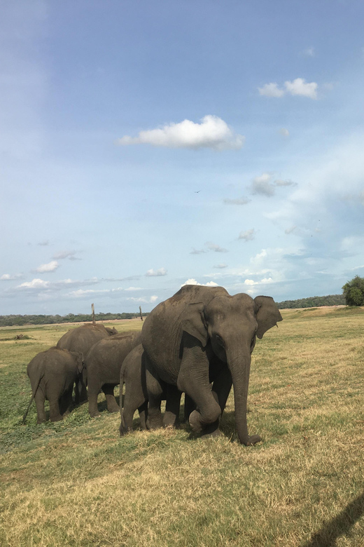 Polonnaruwa Sight Seeing Tour and Minneriya Elephant Safari - Who will enjoy this full-day outing?