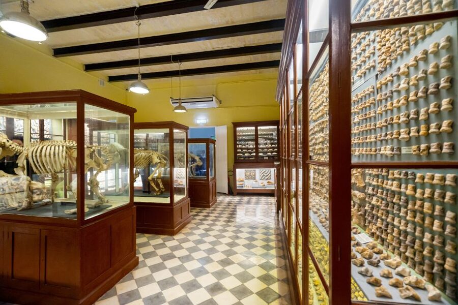 Prehistoric Temples of Malta Tour - Coach transport, pickup, and the cost of convenience