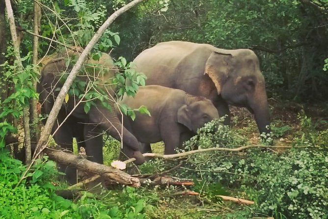 Private Dambulla Sigiriya Tour from Kandy with Lunch - Minneriya adds elephants and a second type of adventure