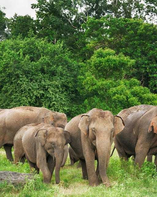 Private Day Tour Dambulla Sigiriya Village Tour - Who will get the most from this day