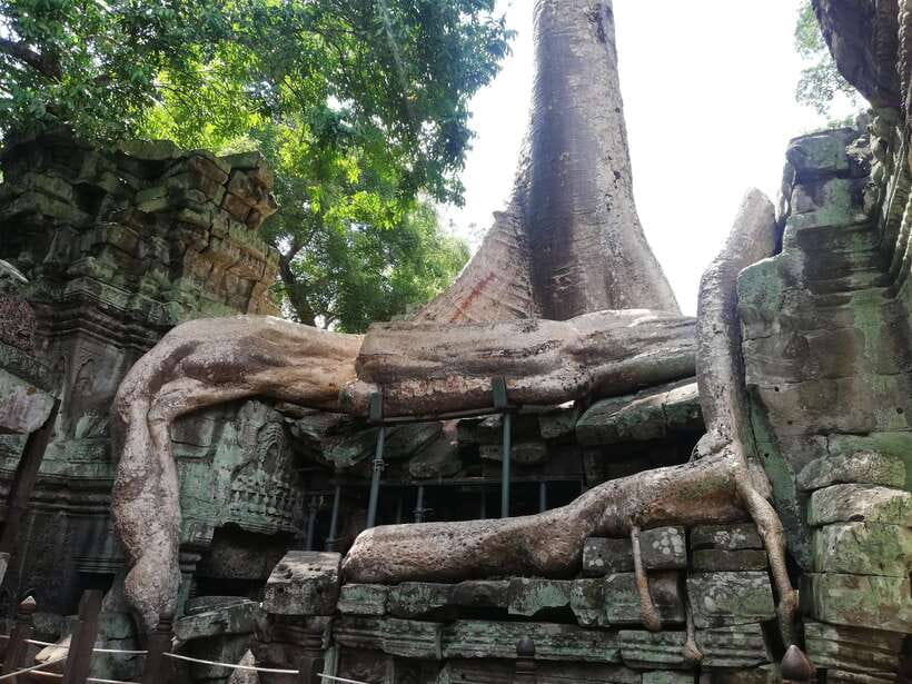 Private Sunrise Angkor Wat Tour - Ta Prohm brings the jungle into the ruins