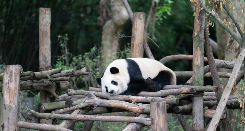 Private Tour: Discovering Pandas & the Majestic Giant Buddha - Lunch at a local restaurant