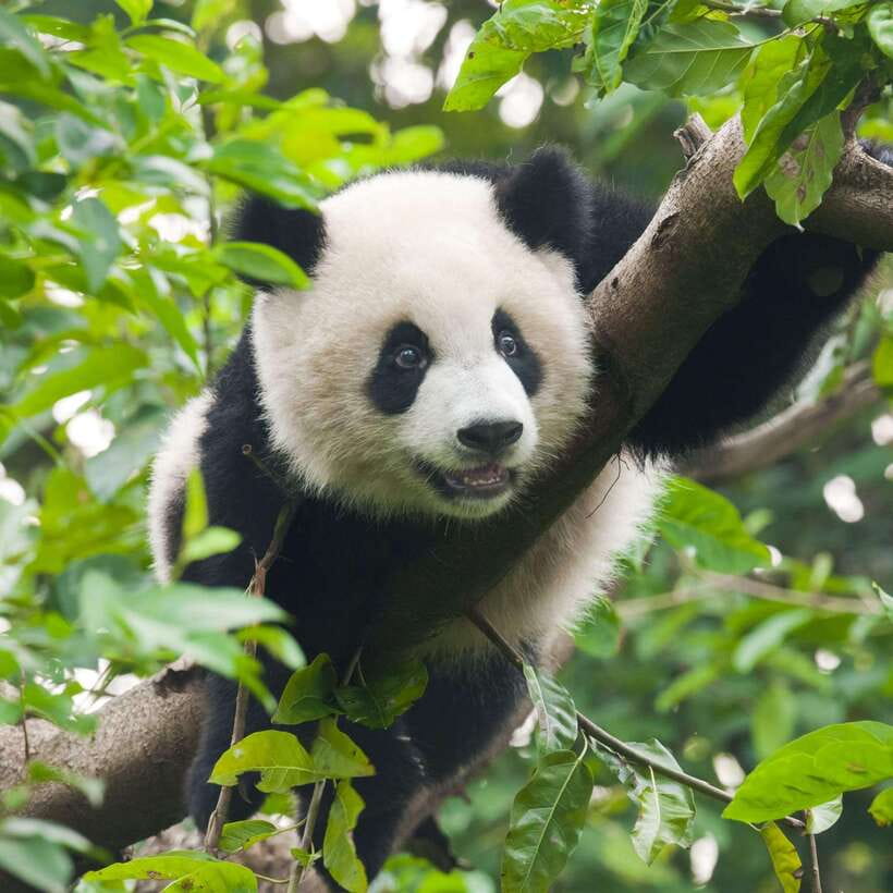 Private Tour: Discovering Pandas & the Majestic Giant Buddha - Boat view or mountain visit?