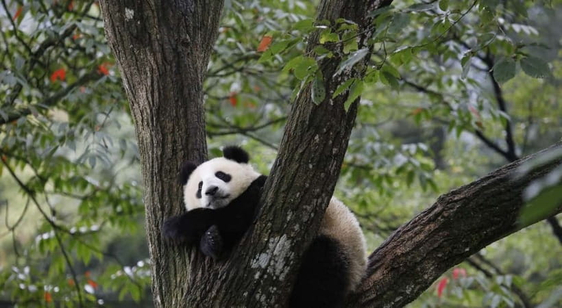 Private Tour: Discovering Pandas & the Majestic Giant Buddha - What the private format changes