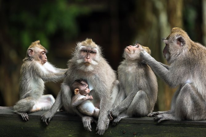 Private Tour: Ubud and Tanah Lot Day Tour - Starting with macaques at Ubud Monkey Forest