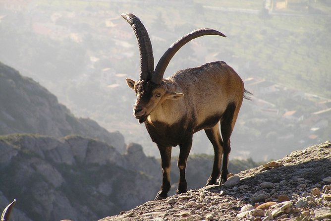 Semi-Private Montserrat Monastery, Funicular & Scenic Nature Walk - The Sant Joan Funicular is short, steep, and memorable
