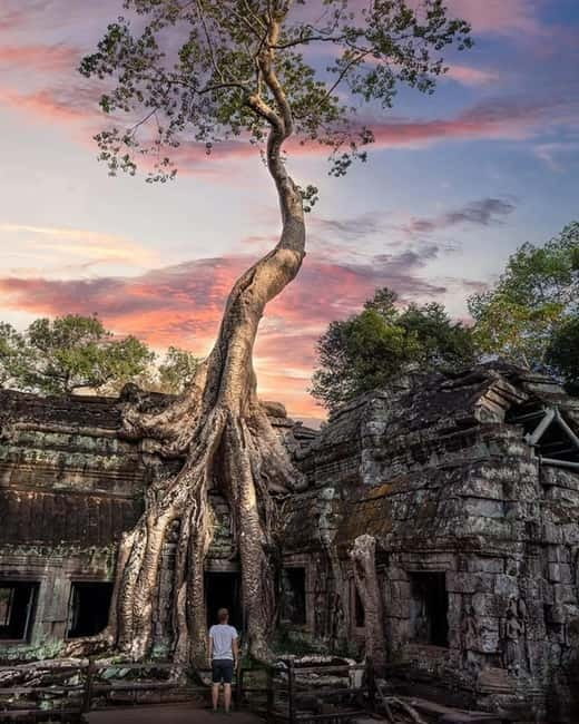 Siem Reap: 2-Day Private Angkor Wat & Angkor Temples Tour - Ta Prohm and the appeal of ruins reclaimed by trees