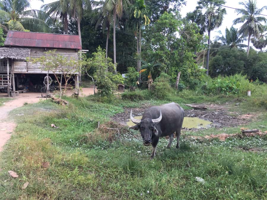 Siem Reap: 4-Day Angkor Wat and Beng Mealea Tour - Four days gives Angkor room to breathe