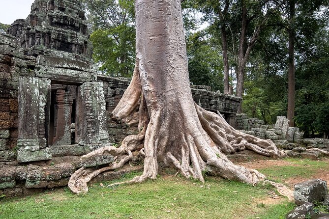 Siem Reap: Angkor Wat Sunrise Bike Tour & Jungle Breakfast - Ta Prohm and the tree-covered ruins
