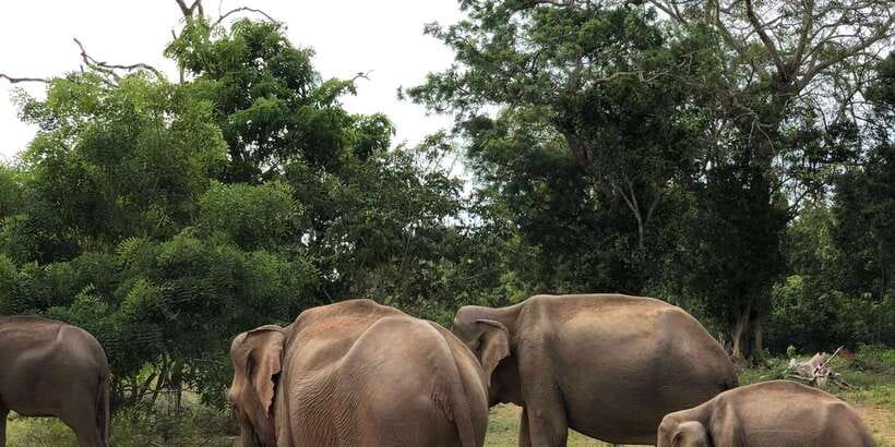 Sigiriya and Dambulla Private Full-Day Tour - Lunch and local life near Sigiriya