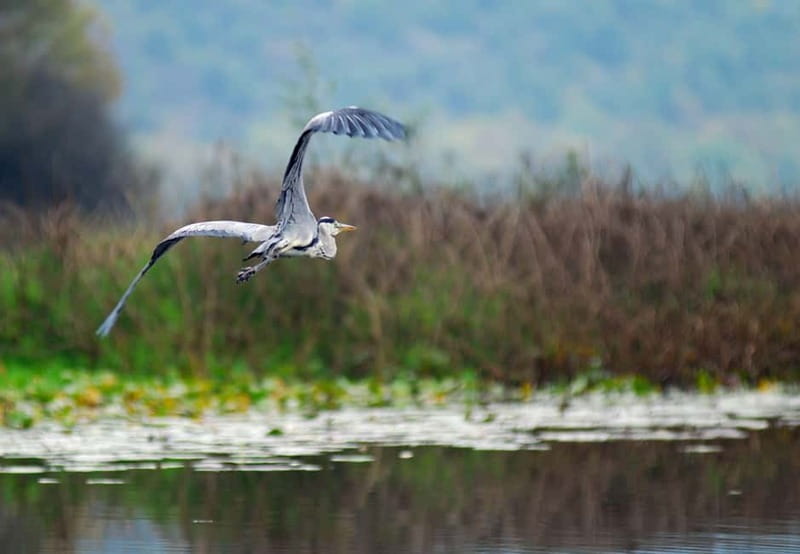 Skadar lake cruise - Virpazar - Kom monastery - Virpazar - The guides and the family-run feel