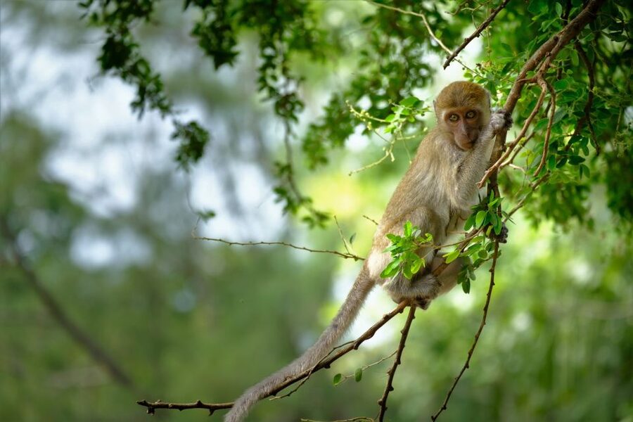Sok River: Bamboo Raft Ride, Monkey Temple & View Point Tour - Booking flexibility and practical limits