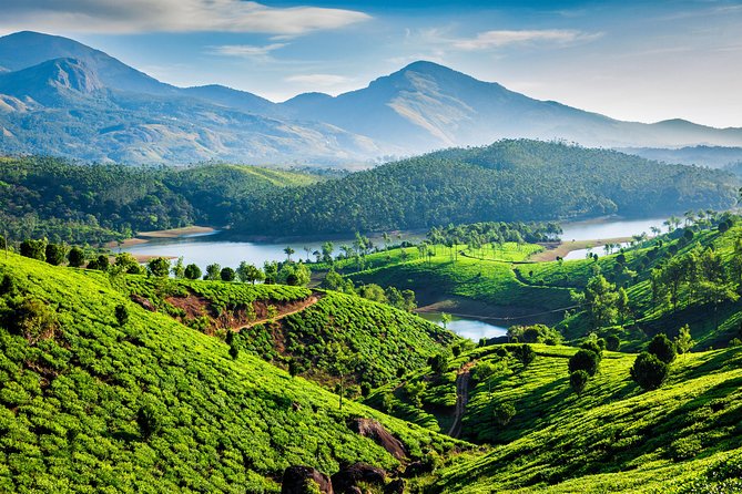 South India Tour- Temple Architecture and Backwaters - Days 8 and 9: Munnar tea hills and cooler air