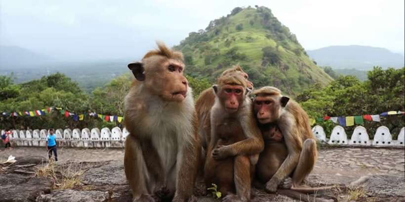 Sri Lanka Bentota: Day Trip to Sigiriya and Dambulla Temple - Who will enjoy this day, and who should skip it?
