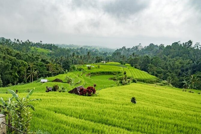 Tanah Lot and North Bali Tour: Scenic Journey - What the private vehicle and guide add