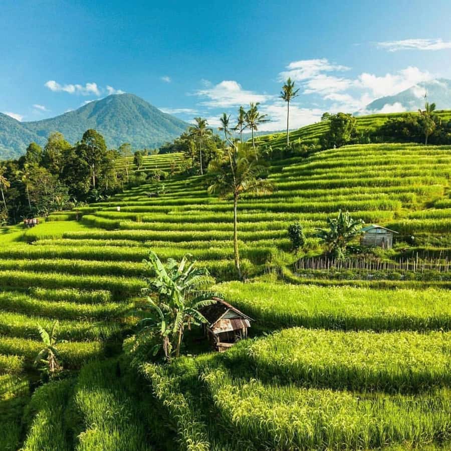 Tanah Lot-Nung Nung Waterfall-Jatiluwih and Bedugul - Jatiluwih shows Bali’s working countryside