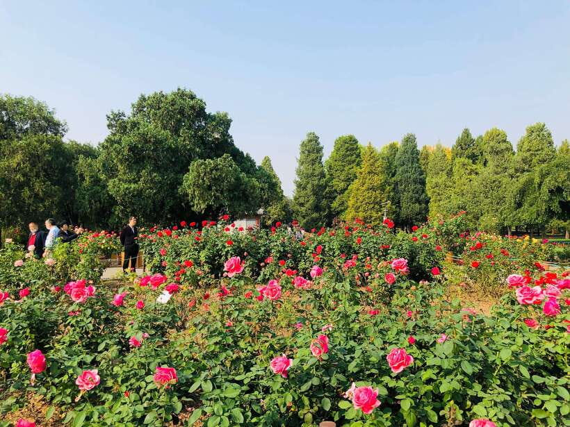 Temple of Heaven Ticket - Walking through the park at your own pace
