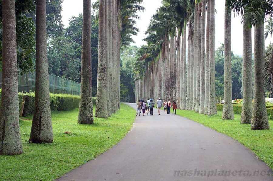 Three Temples Loop In Kandy Day Tour By Tuk Tuk - Is $10 a good deal?