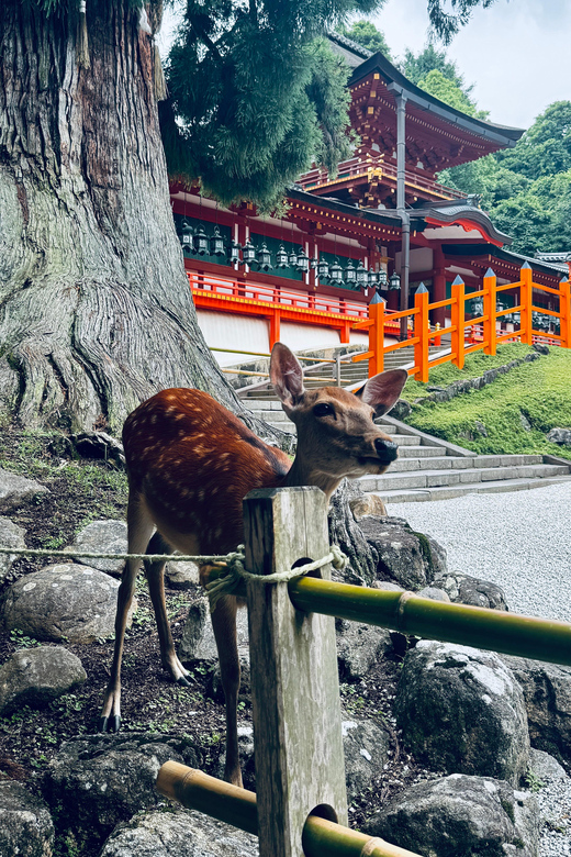 Todaiji Temple, Kasuga Shrine and Nara Park Guided Full Tour - Nigatsu-do for a different view of Nara