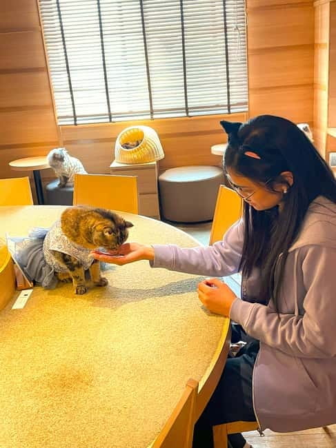 Tokyo: Gotokuji Cat Temple, Shinjuku Cat Cafe & 3D Cat Tour - Meeting the giant 3D cat at Shinjuku East Exit