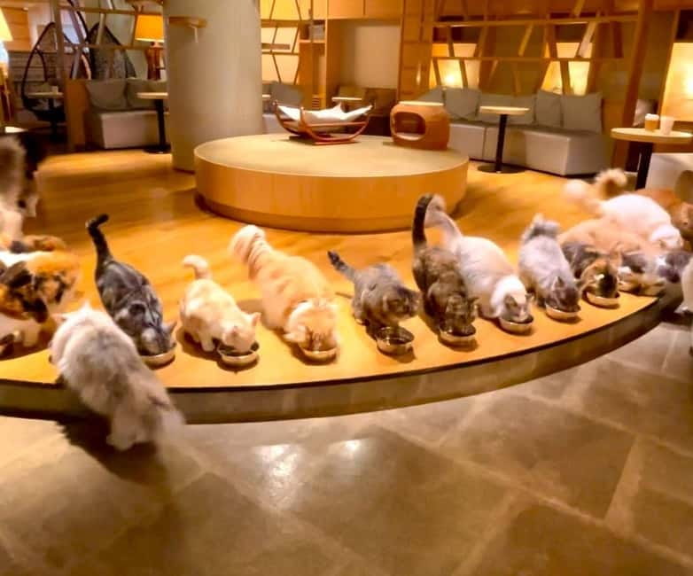 Tokyo: Gotokuji Cat Temple, Shinjuku Cat Cafe & 3D Cat Tour - The train ride to Gotokuji