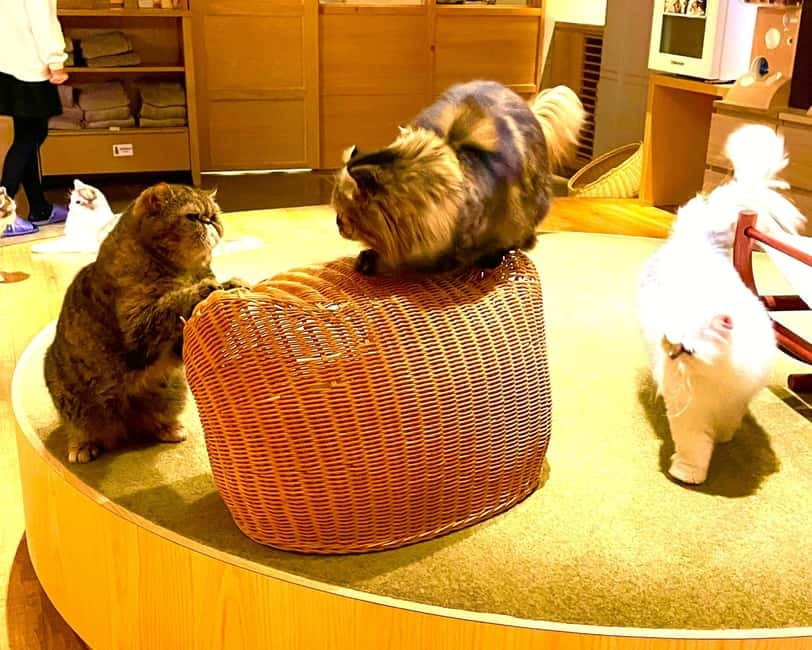 Tokyo: Gotokuji Cat Temple, Shinjuku Cat Cafe & 3D Cat Tour - Gotokuji shopping street and cat-shaped treats