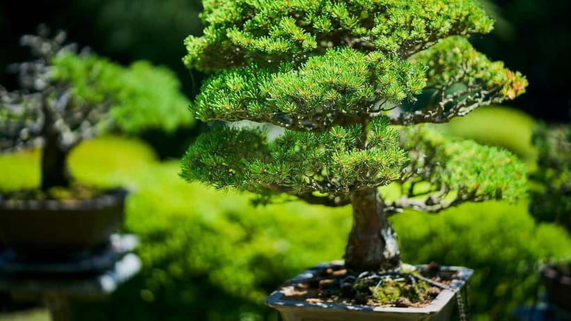 Tokyo: Meiji Shrine Walking Tour — Shinto & Imperial System - Emperor Meiji, Empress Shoken, and modern Japan