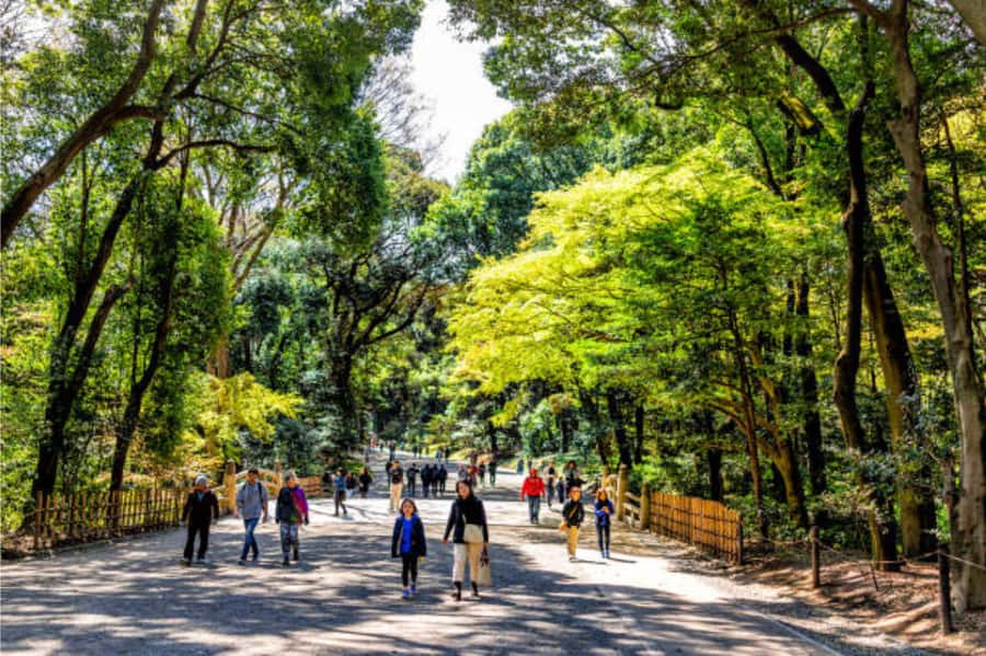 Tokyo: Meiji Shrine Walking Tour with Local Guide - Key points to know before you book