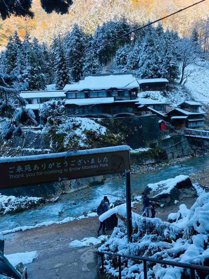 Tokyo/Nagano: private Tour with Snow Monkey Park & Temples - Why the snow monkeys are worth the long drive