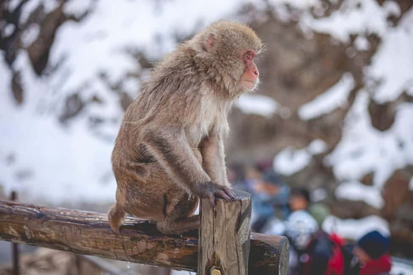 Tokyo: Nagano Snow Monkeys and Zenkoji Tour with Temples - Key points to know before booking