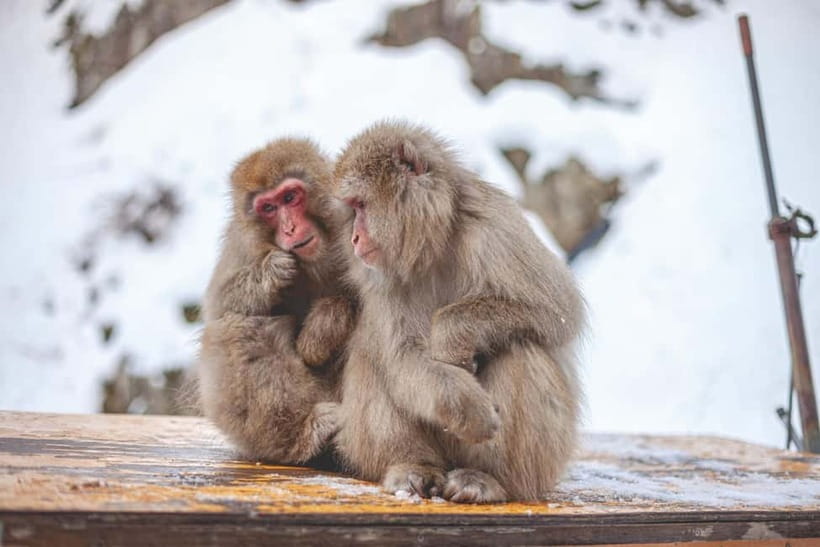 Tokyo: Nagano Snow Monkeys and Zenkoji Tour with Temples - Is $510 good value for your group?