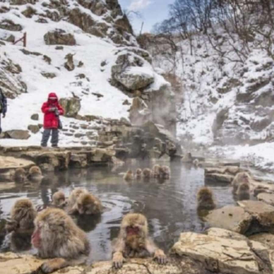 Tokyo: Snow Monkey Park and Zenkoji Temple Private Day Tour - Key points before you book