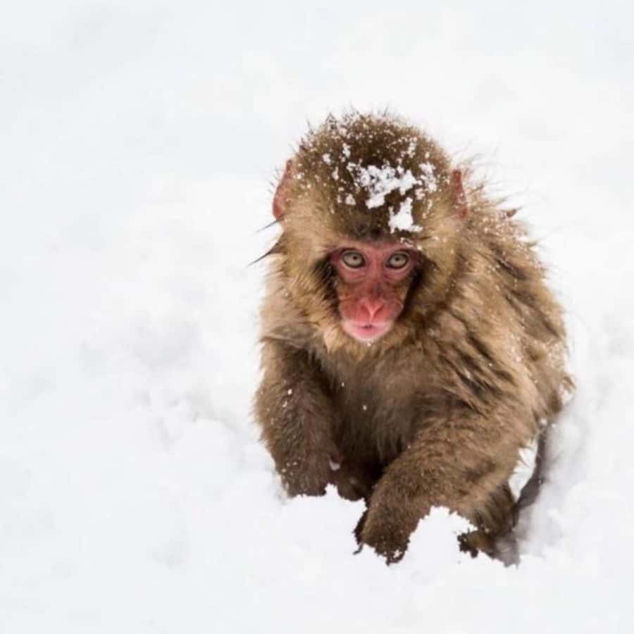 Tokyo: Snow Monkey Park and Zenkoji Temple Private Day Tour - The real shape of this Tokyo to Nagano day