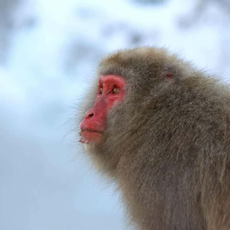 Tokyo: Snow Monkey Park and Zenkoji Temple Private Day Tour - What the extra stops really mean