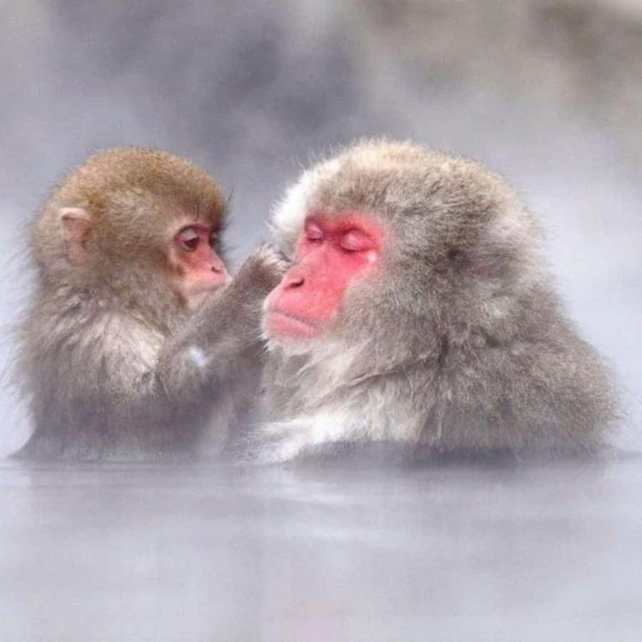Tokyo: Snow Monkey Park and Zenkoji Temple Private Day Tour - The private vehicle is the main convenience