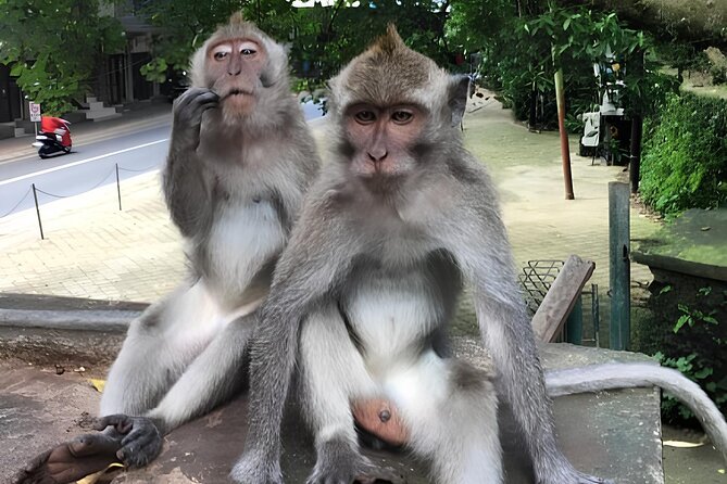 Ubud Highlights Rice Terraces, Temple, Waterfall & Monkeys forest - Coffee tasting at Satria Agrowisata