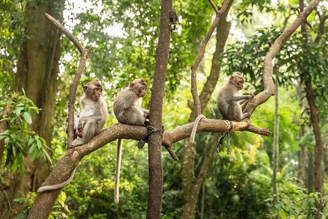 Ubud Monkey Forest - Rice Terrace - Jungle Swing - Water Temple - A full day built around Ubud’s classic sights