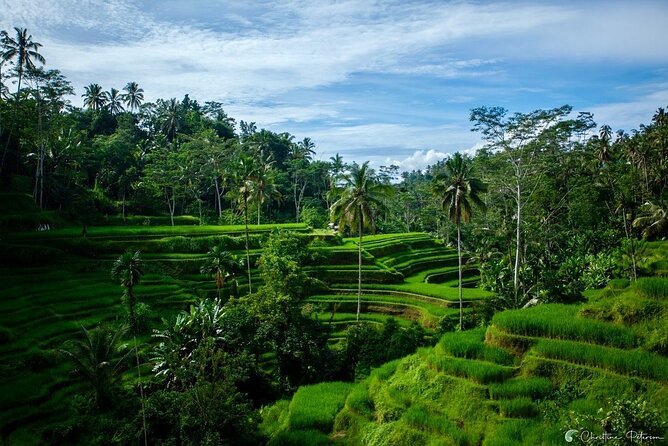 Ubud Monkey Forest - Rice Terrace - Jungle Swing - Water Temple - Tirta Empul, Bali’s holy water temple