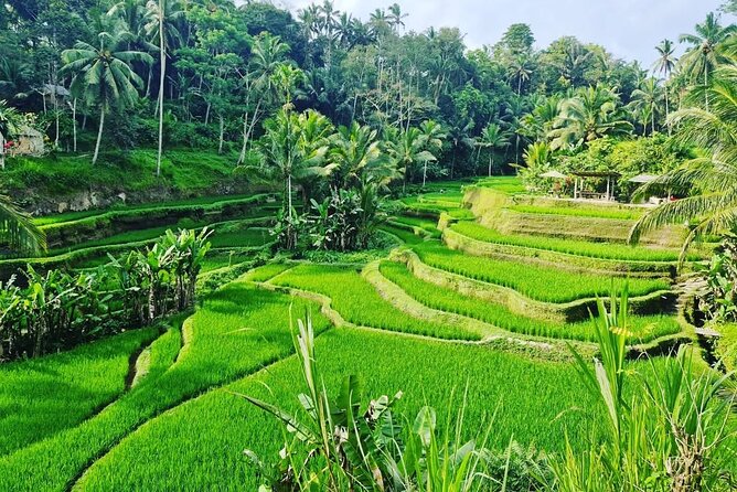 Ubud Monkey Forest - Rice Terrace - Jungle Swing - Water Temple - What the private vehicle adds