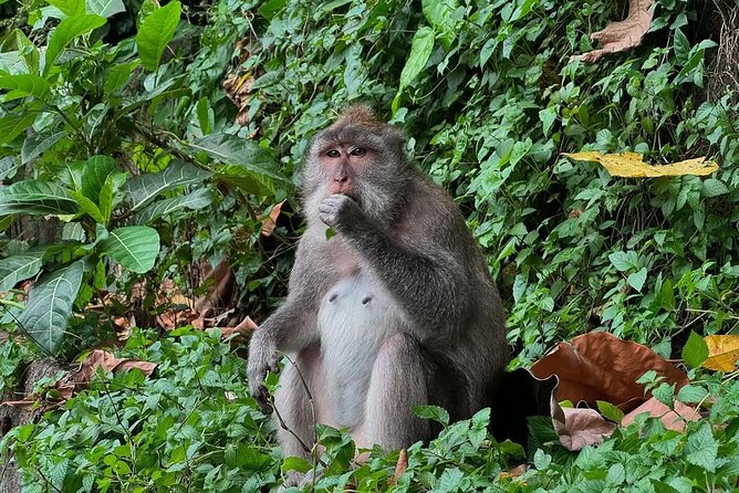 Ubud Monkey Forest - Rice Terrace - Jungle Swing - Water Temple - Sacred Monkey Forest: Bali’s wildest first impression