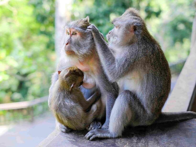 Ubud: Monkey Forest, Temple, Rice Terraces, Hidden Waterfall - A full day through Ubud’s countryside