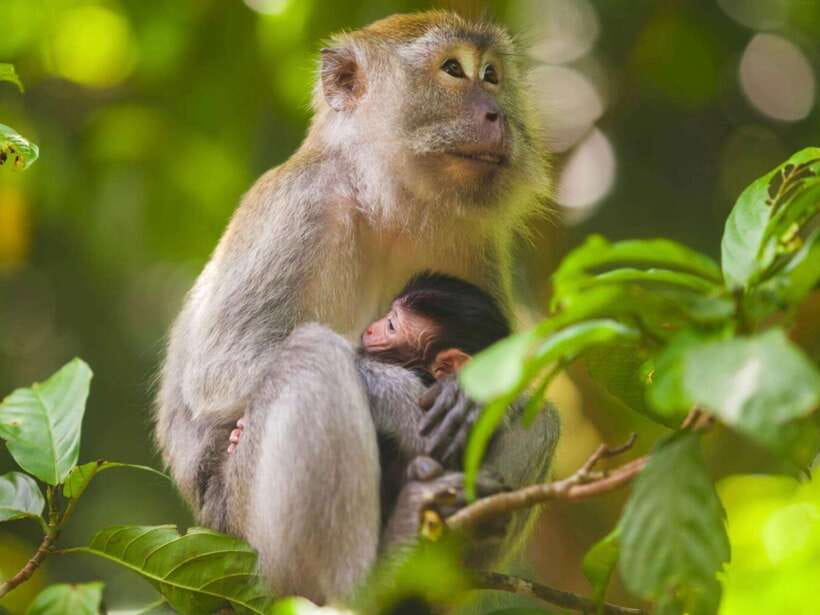Ubud: Monkey Forest, Temple, Rice Terraces, Hidden Waterfall - Cooling off at Ulu Petanu Waterfall