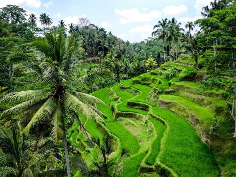 Ubud: Monkey Forest, Temple, Rice Terraces, Hidden Waterfall - Coffee, tea, and the manual process