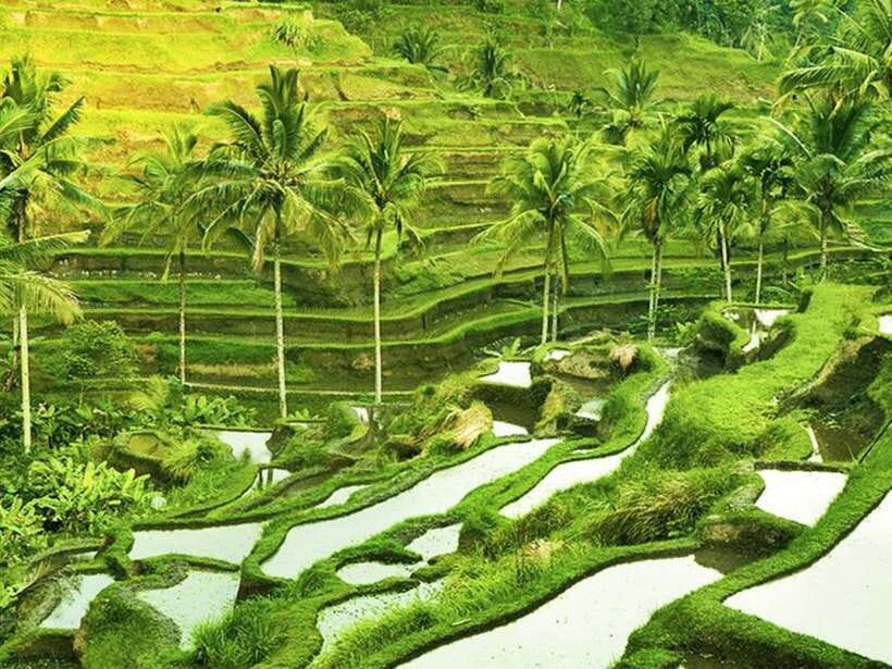 Ubud: Monkey Forest, Temple, Rice Terraces, Hidden Waterfall - The guide can shape the whole day