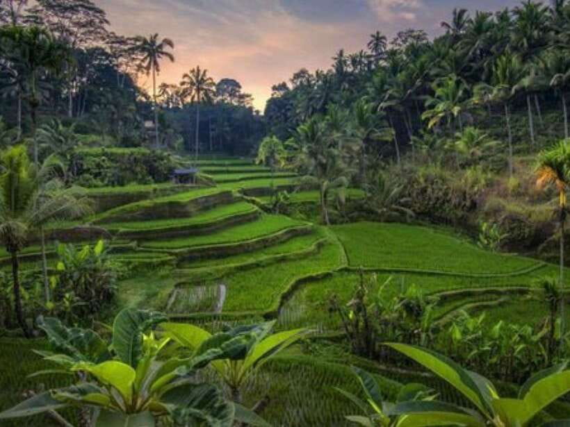 Ubud: Monkey Forest, Temple, Rice Terraces, Hidden Waterfall - Timing, comfort, and what to bring